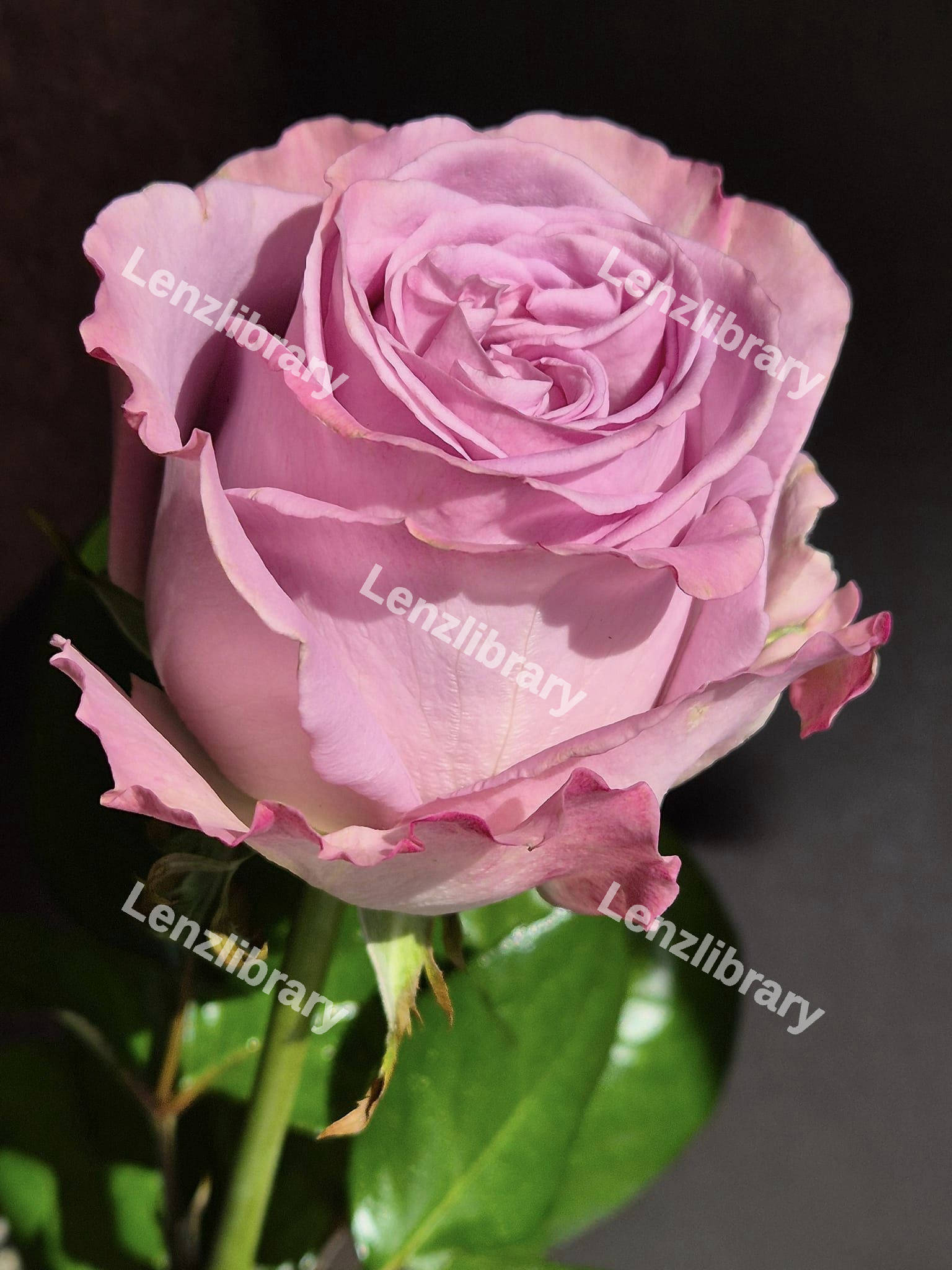 Pink Rose